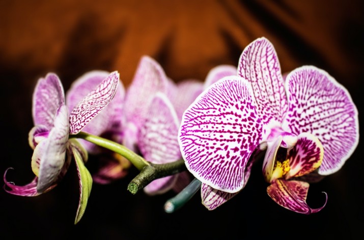 Conoce los cuidados básicos para cultivar orquídeas en casa - VOXPOPULI TU  VOZ ES NOTICIA