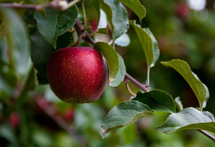 Cómo y cuándo injertar árboles frutales - VOXPOPULI TU VOZ ES NOTICIA