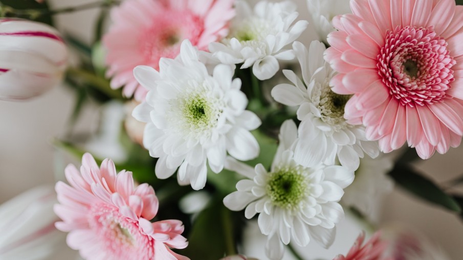 Gerberas: las flores más bellas y místicas que puedes tener en tu jardín -  VOXPOPULI TU VOZ ES NOTICIA