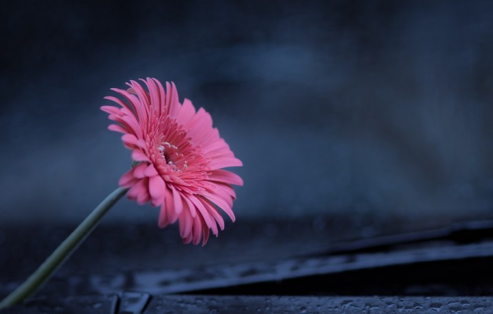 Gerberas: las flores más bellas y místicas que puedes tener en tu jardín -  VOXPOPULI TU VOZ ES NOTICIA