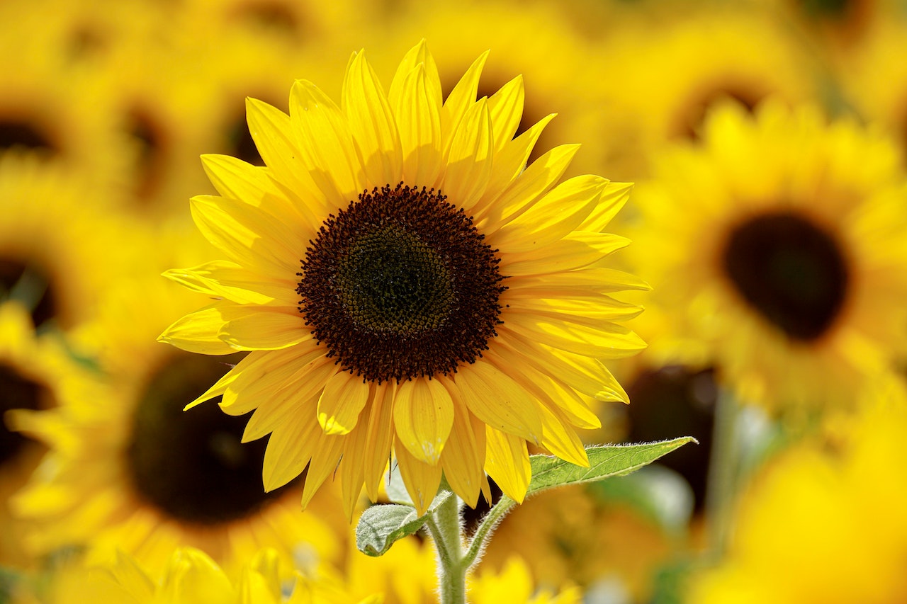 Cultivar girasoles en macetas: ¡un proyecto fácil y gratificante! -  VOXPOPULI TU VOZ ES NOTICIA