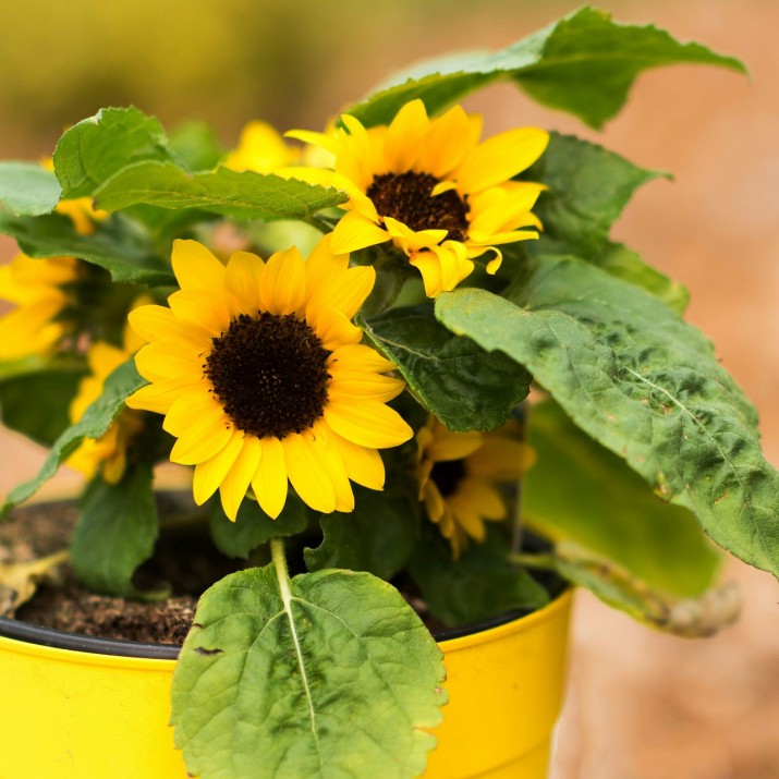 Cultivar girasoles en macetas: ¡un proyecto fácil y gratificante! -  VOXPOPULI TU VOZ ES NOTICIA