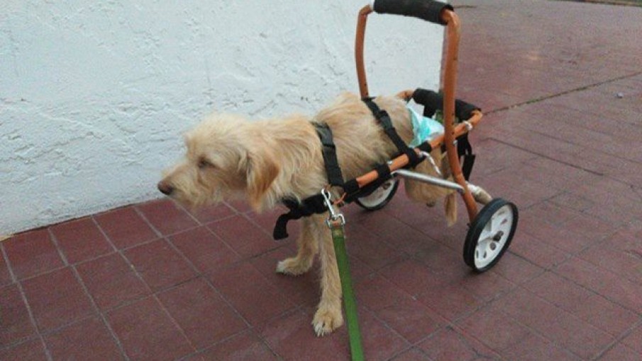 Hacen carritos para ayudar a caminar a animales discapacitados - VOXPOPULI  TU VOZ ES NOTICIA