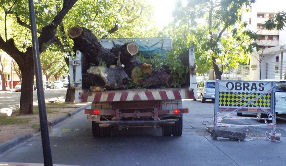 Denuncian que hay tala ilegal de árboles en todo el Gran Mendoza -  VOXPOPULI TU VOZ ES NOTICIA