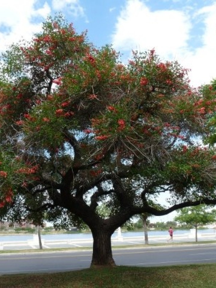 Ordenan plantar ceibos en plena crisis hídrica - VOXPOPULI TU VOZ ES NOTICIA